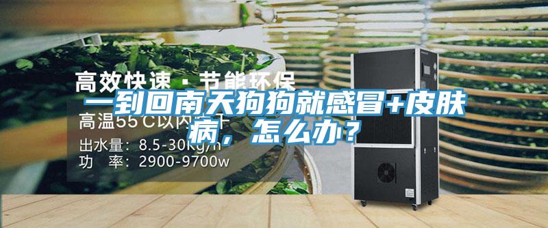 一到回南天狗狗就感冒+皮膚病，怎么辦？
