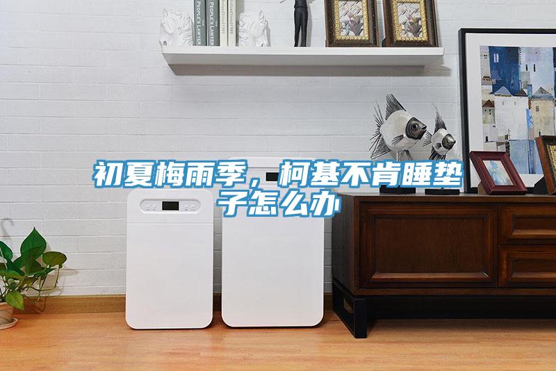 初夏梅雨季，柯基不肯睡墊子怎么辦