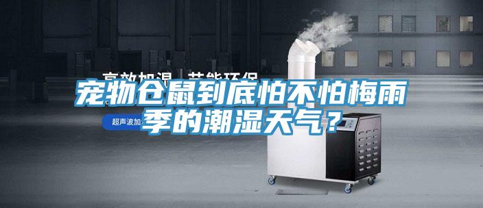 寵物倉鼠到底怕不怕梅雨季的潮濕天氣？