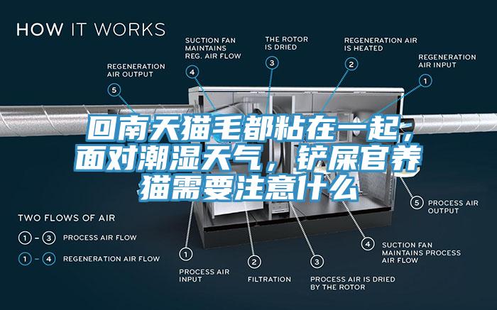 回南天貓毛都粘在一起，面對潮濕天氣，鏟屎官養(yǎng)貓需要注意什么