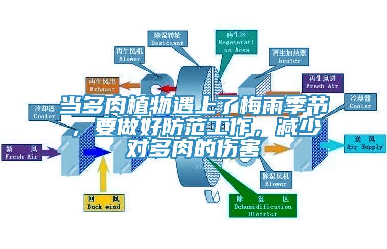當(dāng)多肉植物遇上了梅雨季節(jié)，要做好防范工作，減少對(duì)多肉的傷害