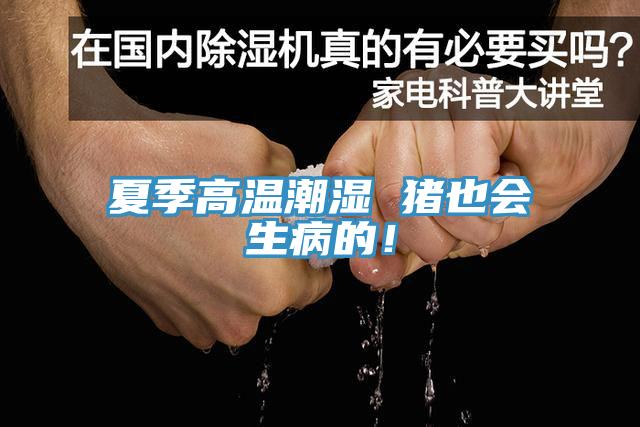 夏季高溫潮濕 豬也會(huì)生病的！