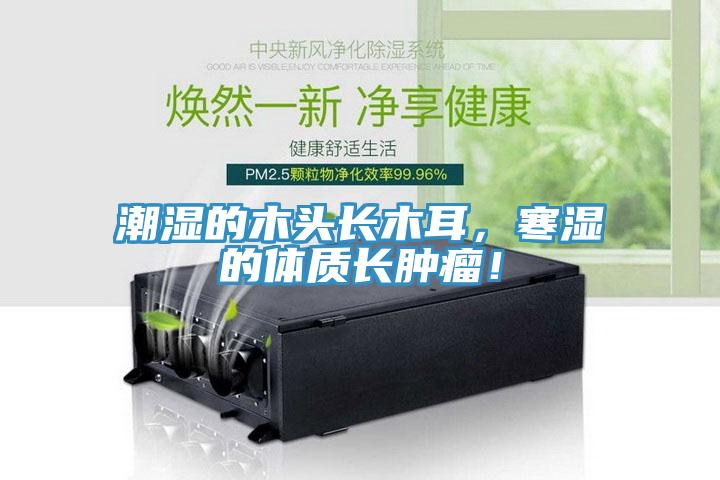 潮濕的木頭長(zhǎng)木耳，寒濕的體質(zhì)長(zhǎng)腫瘤！