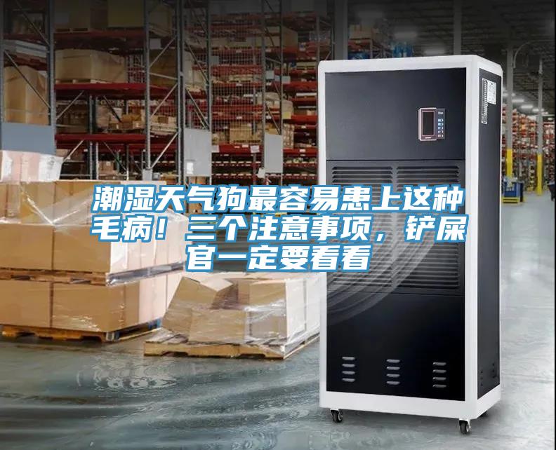 潮濕天氣狗最容易患上這種毛??！三個注意事項，鏟屎官一定要看看