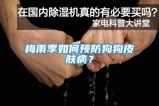 梅雨季如何預(yù)防狗狗皮膚病？