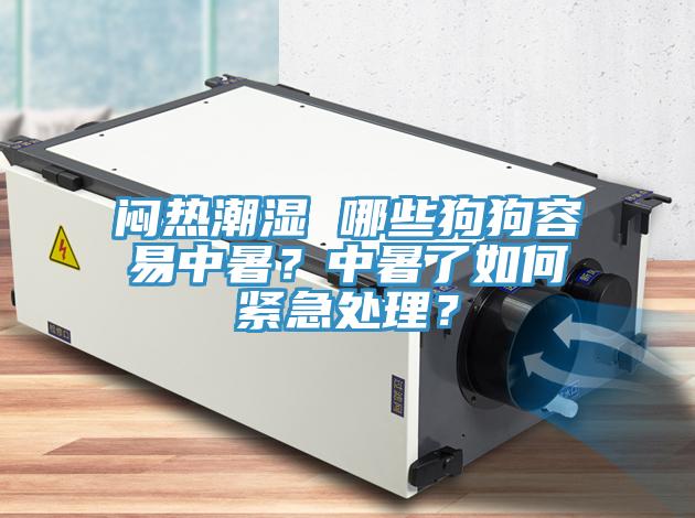 悶熱潮濕 哪些狗狗容易中暑？中暑了如何緊急處理？