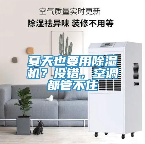 夏天也要用除濕機？沒錯，空調(diào)都管不住