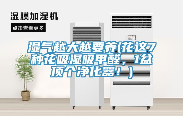 濕氣越大越要養(yǎng)(花這7種花吸濕吸甲醛，1盆頂個(gè)凈化器！)
