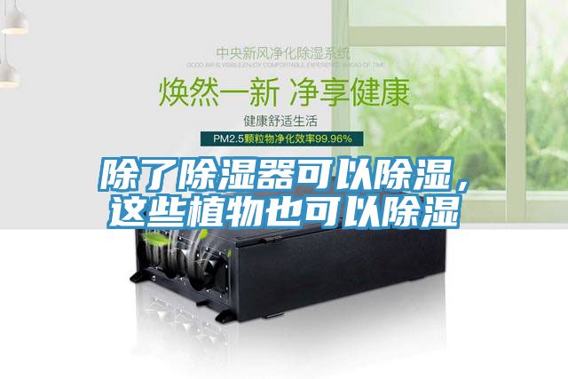 除了除濕器可以除濕，這些植物也可以除濕